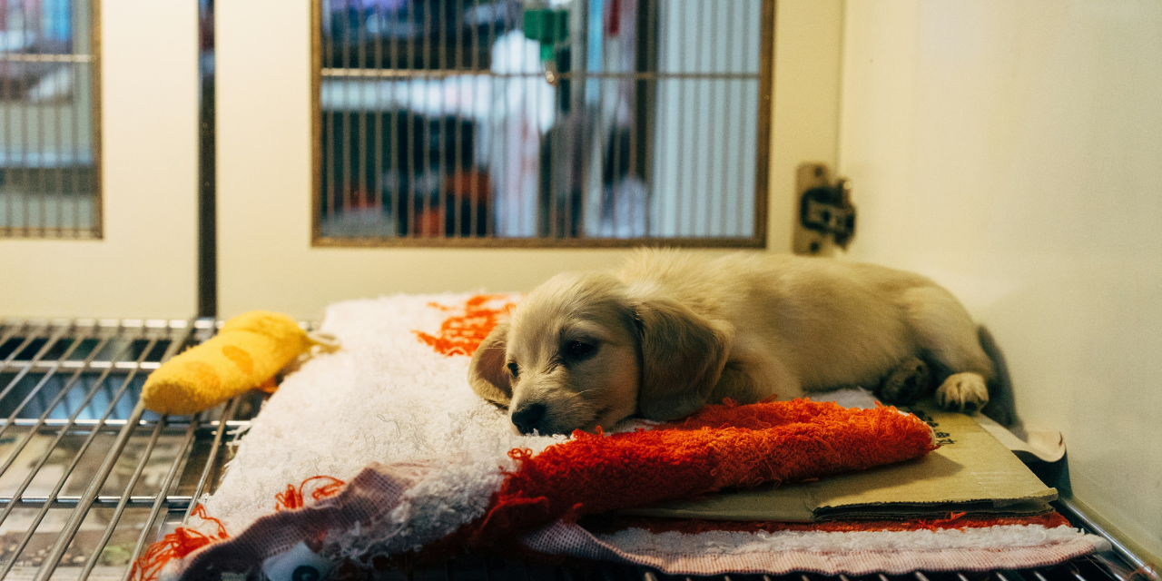 Building Better Shelters: Enhancing Animal Well-Being Through Smart Design